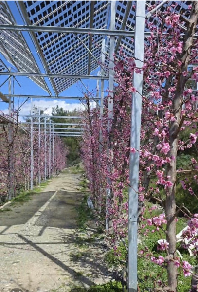 agrivoltaics-above-nectarines-in-cyprus-1.jpg