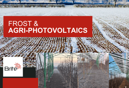 Agrivoltaic structures create a protective layer above crops, supporting more stable growing conditions during frost events.