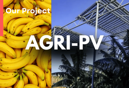 Brite Solar's agrivoltaic panels at Finca Rosita, Gáldar, Gran Canaria – 1,754 panels installed at 6 metres height above 1,500 banana plants.