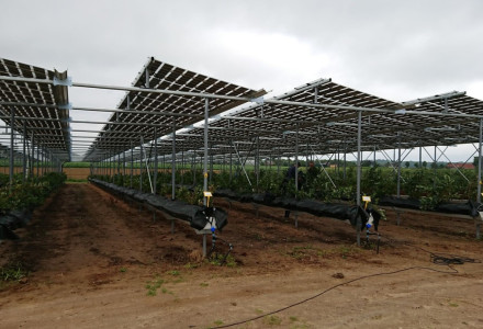How a Dutch blueberry pilot proves that agri-PV can protect crops, save water and generate clean energy