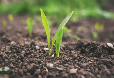 A young plant emerges from the soil — representing the synergy between nature, cultivation, and clean energy.
