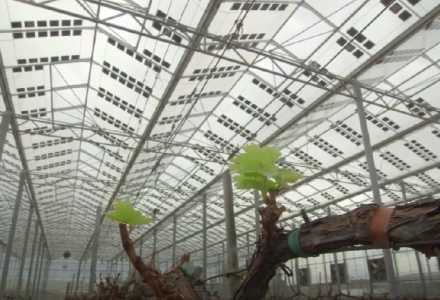 Semi-transparent panels by Brite Solar installed at the Tsantalis greenhouse – the company’s first agrivoltaic project in Greece.