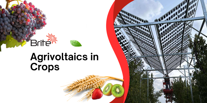 Agrivoltaics applied in Dutch agriculture