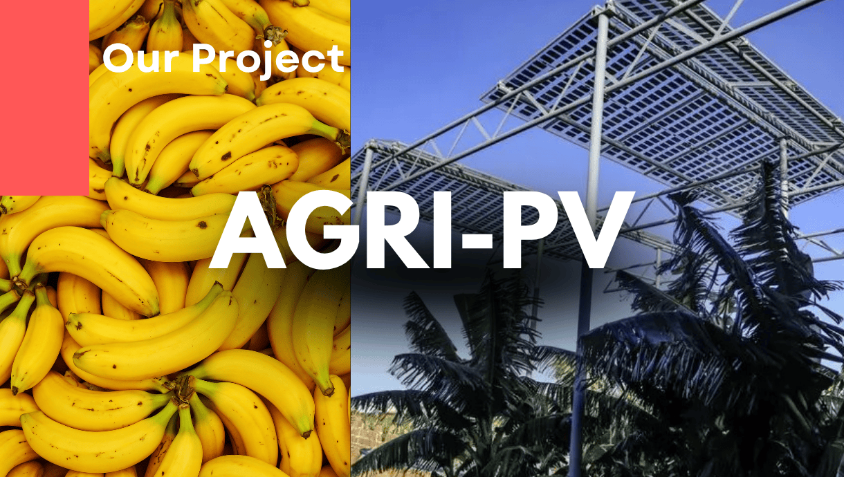 Brite Solar's agrivoltaic panels at Finca Rosita, Gáldar, Gran Canaria – 1,754 panels installed at 6 metres height above 1,500 banana plants.